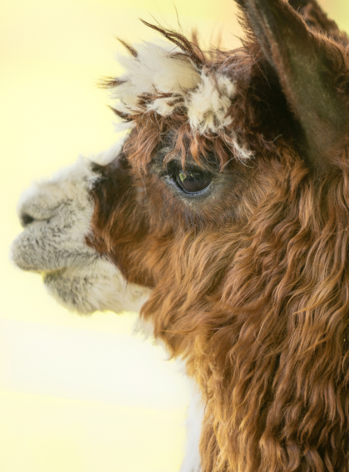 kuzco